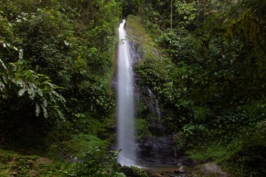 Tropikal yeşil doğayla çevrili güzel bir şelale manzarası.
