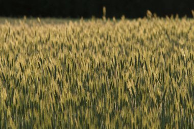 21 Mayıs 2022 'de Rhone Alpes, Fransa' da gün doğumunda küçük organik buğday tarlaları