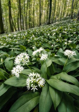 Gün ışığında ormanda küçük beyaz çiçekli bitkilerin dikey görüntüsü.