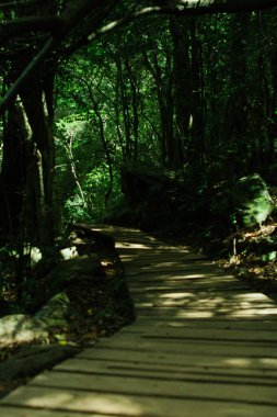 Güneşli bir günde güzel bir ormanın dikey görüntüsü.