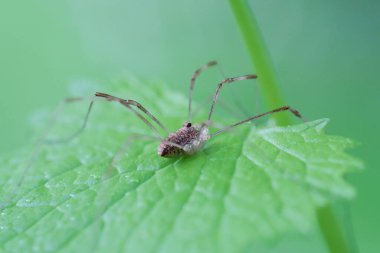 Yeşil bir bitki dalında sallanan, bulanık bir arka planda salyangoz makrosu.