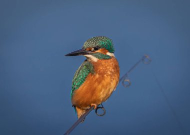Metal çubuğun üzerinde duran ve mavi arkaplanda izole edilmiş bir şekilde duran balıkçının yakın plan çekimi.
