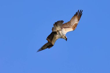Mavi gökyüzünde süzülen bir Osprey manzarası