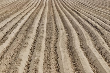 Geilenkirchen, Almanya 'daki tarlalı tarla - Çiftlik manzarası