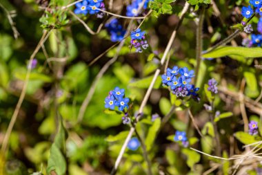 Bahçede açarken Beni unutma