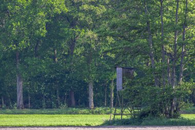 Ormanın tepesinde yeşil ağaçlarla inşa edilmiş küçük tahta bir kule.