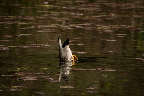 Een Close Shot Van Een Wilde Eend Duiken Voor Vis — Stockfoto