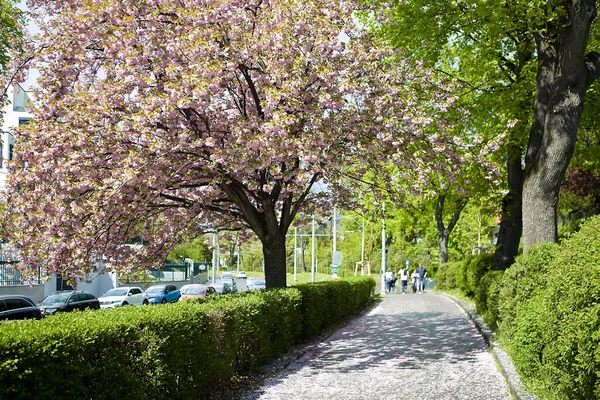 日本庭園に隣接する道路脇の美しい桜の木 — ストック写真