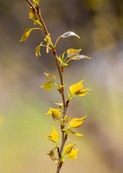 Close Poplar Branch Raw Leaves — Photo