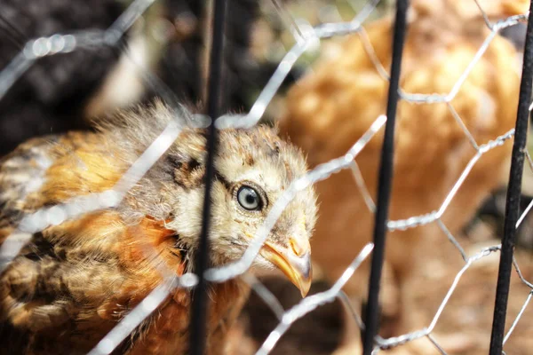 Metal Parmaklıkların Arkasında Parlak Güneş Işığıyla Parlayan Yavru Bir Tavuğun — Stok fotoğraf