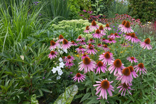 Vistas Jardín Con Una Variedad Flores Diferentes Colores Flores Millo — Foto de Stock