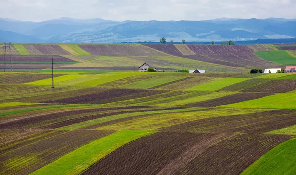 Paisaje Campo Con Diferentes Cultivos Primavera Agricultura Tierras Cultivo — Foto de Stock