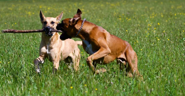 阳光明媚的日子里 两只狗在田野中央争夺一根木棍 这些是拳击手狗和比利时牧羊犬 — 图库照片