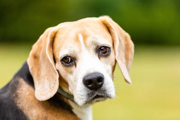 Sweet Tricolor Beagle Dog Playing Garden Daylight — Stock Photo, Image