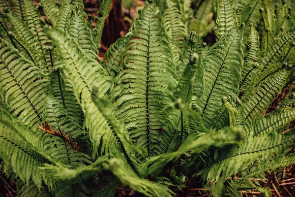 Green Ostrich Fern Fronds Arboretum Seattle —  Fotos de Stock