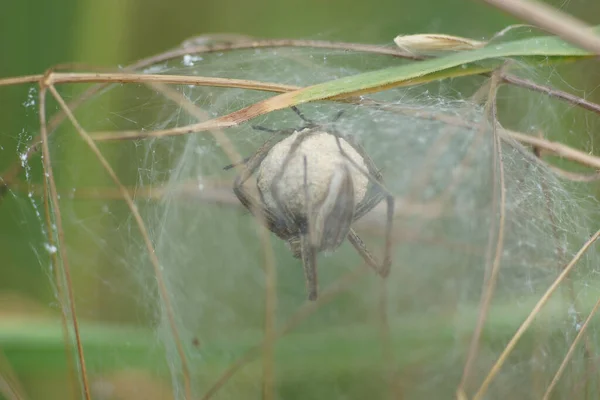一只幼小的蜘蛛建造了一个帐篷来保护即将到来的茧孵化 很可能是皮萨乌拉 米拉比利斯外壳也限制了视野 — 图库照片