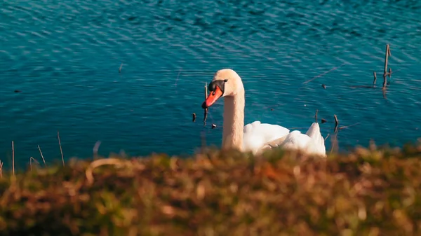 手前には緑豊かな芝生が広がる青い湖でかわいい白鳥の泳いでいる姿が見えます — ストック写真