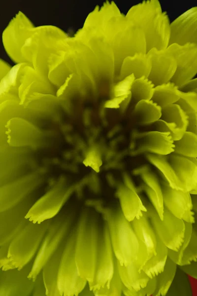 Makro Záběr Žluté Divoké Květiny Černém Pozadí — Stock fotografie