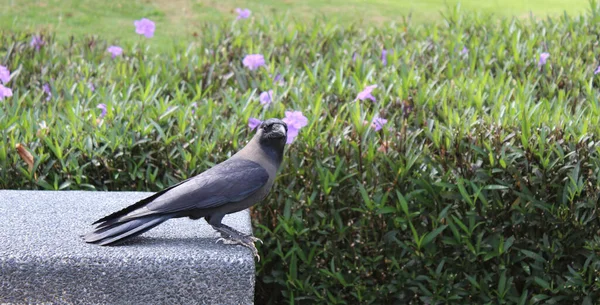 Eine Schöne Aufnahme Einer Grauen Krähe Auf Einem Zaun Neben — Stockfoto