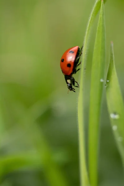 Eine Nahaufnahme Eines Schönen Marienkäfers Einem Sonnigen Tag Gras Auf — Stockfoto