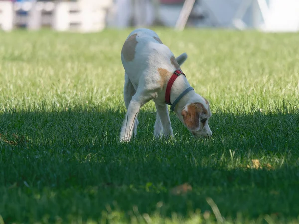 Cão Apontador Tentando Encontrar Algo Uma Grama Verde Fora Parque — Fotografia de Stock