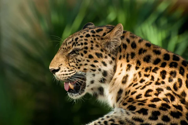 Close Rosto Leopardo Sobre Fundo Embaçado Folhas Verdes — Fotografia de Stock