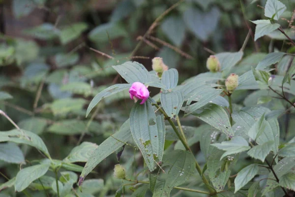 Selective Focus Shot Pink Peony Bud — Stock Photo, Image