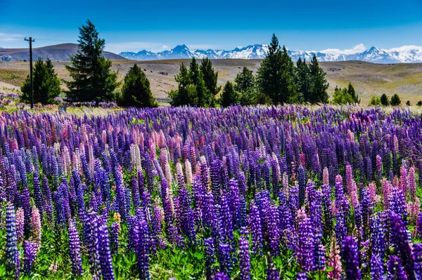 Una Hermosa Vista Coloridos Lupines Campo Con Montañas Nevadas Fondo — Foto de Stock