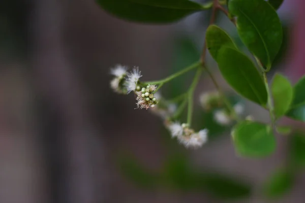 Kruidnagel Bloemen Een Boom Prachtig — Stockfoto