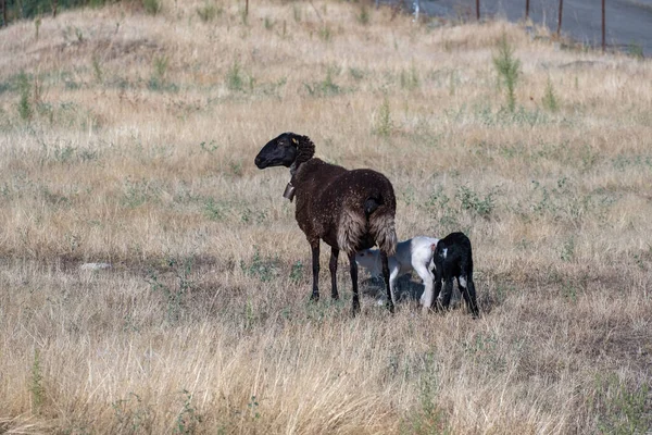 Two Small Offspring Black Sheep Known Lambs One White Other — Stock Photo, Image