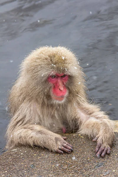 Een Dichtbij Shot Van Een Japanse Sneeuw Aap Zwemmend Koud — Stockfoto