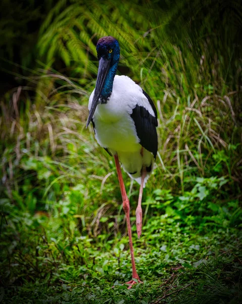 Selektiv Stork Med Svart Hals Ephippiorhynchus Asiaticus — Stockfoto