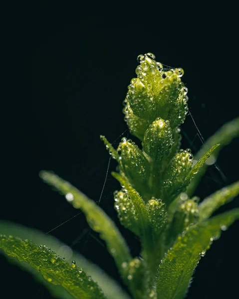 Green Marsh Elder Small Water Drops Isolated Black Background — Foto de Stock