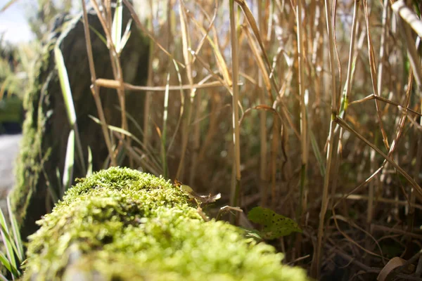 Closeup Shot Moss Covered Rock Dried Grasses — Foto de Stock