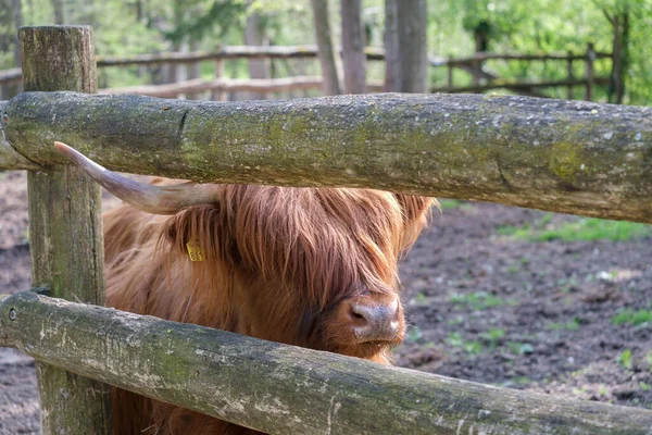 Ganado Las Tierras Altas Detrás Una Cerca Tierpark Stadt Haya — Foto de Stock