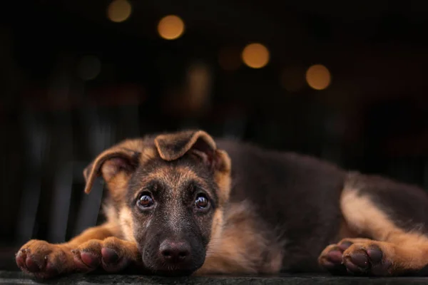 Closeup Shot German Shepherd Puppy Lying Looking — Stock Photo, Image