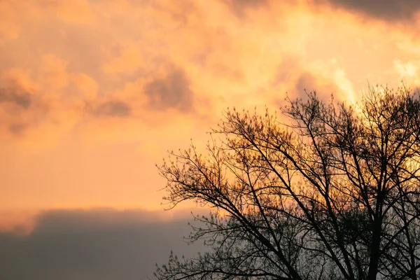 夕日をバックにカラフルな空の木々の魅惑的なショット — ストック写真
