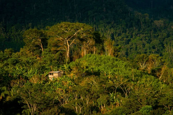 Widok Wiejskiego Domu Otoczonego Drzewami Peruwiańskiej Dżungli — Zdjęcie stockowe