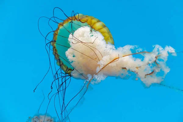 Uma Bela Foto Uma Chrysaora Fuscescens Nadando Água Azul Calma — Fotografia de Stock
