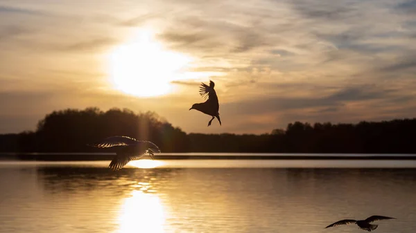 A silhouette of birds flying over the lake during sunset