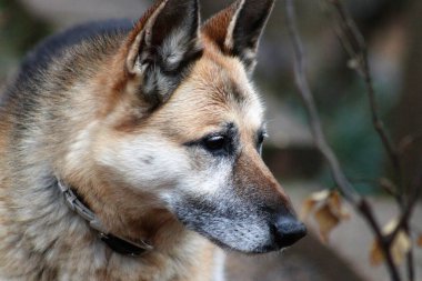 Sevimli bir Alman kurtadamının yakın plan fotoğrafı.