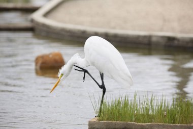 Göl kıyısına tünemiş beyaz bir balıkçıl kuşu.