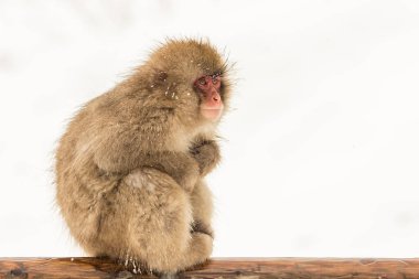 Karlı bir bölgede seçici bir Japon makakası (Macaca fuscata).