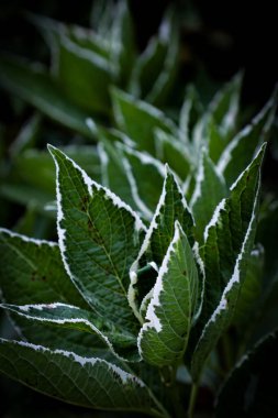 Clethra Barbinervis 'in (Japon Clethra) yeşil yapraklarının sığ bir odağı