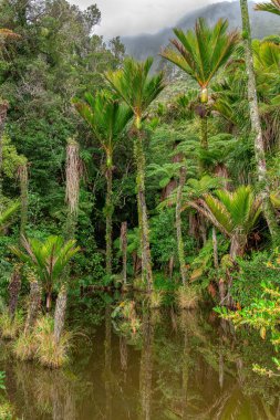 Güzel ve önemli Ilıman Kıyı Yağmur Ormanı
