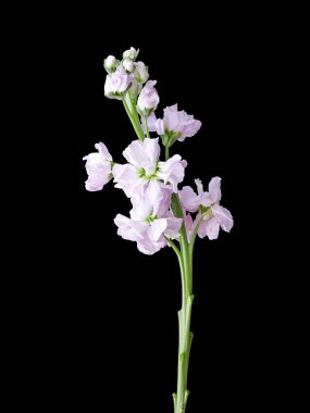 Mor dekoratif çiçeklerin dikey çekimi koyu bir arkaplanda izole edilmiş.