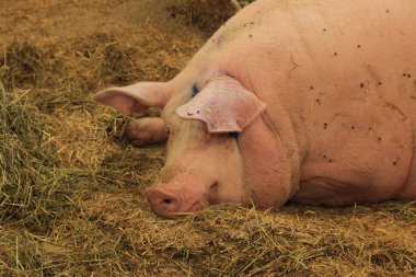 Kutudaki gevşek domuz.