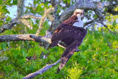 Bir dala tünemiş bir balık avının seçici odak noktası.