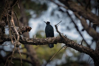 A selective of a black bird on a branch
