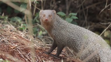 A closeup portrait of an Indian gray mongoose looking curiously